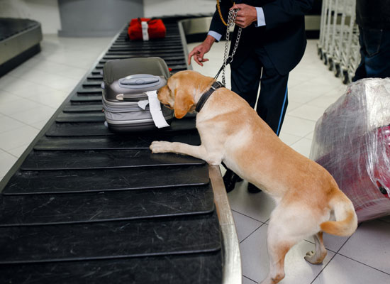 DRUGS SEARCH DOGS